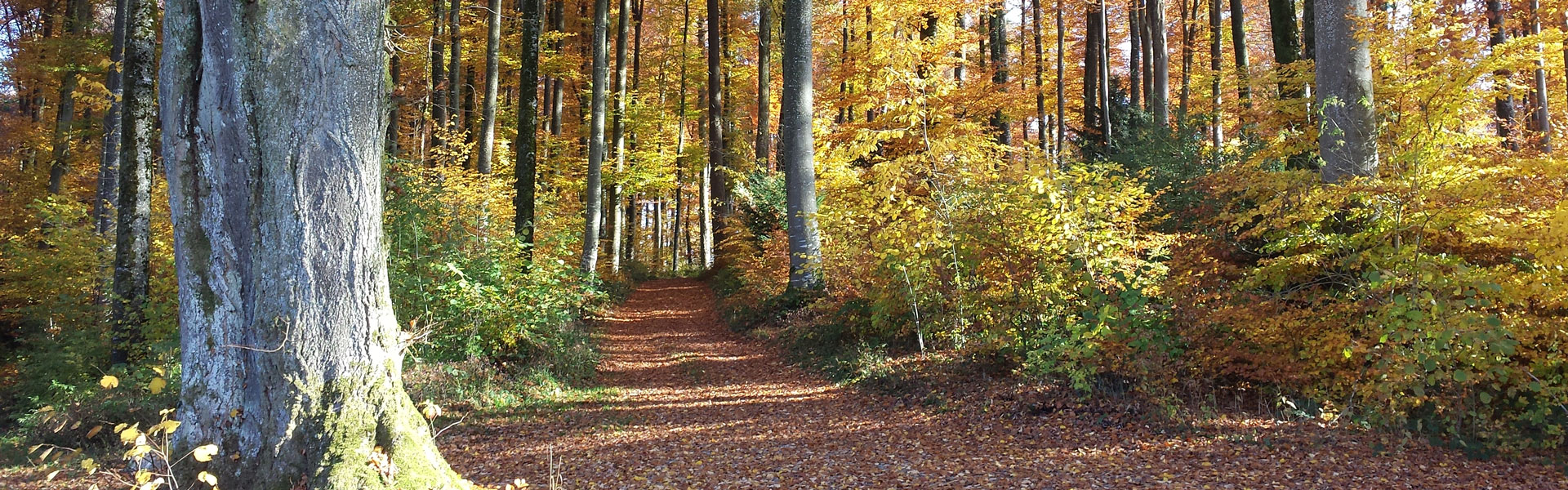 Wald_20151101_135548